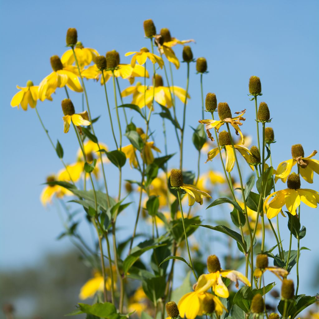 Ratibida pinnata - Vivace