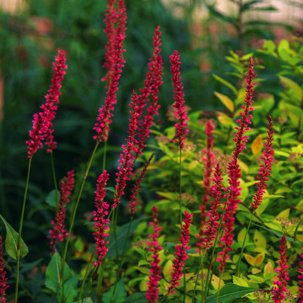 Renouée - Persicaria amplexicaulis Black Dreams