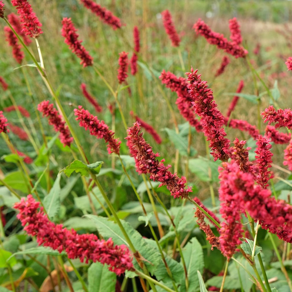 Renouée - Persicaria amplexicaulis Fat Domino