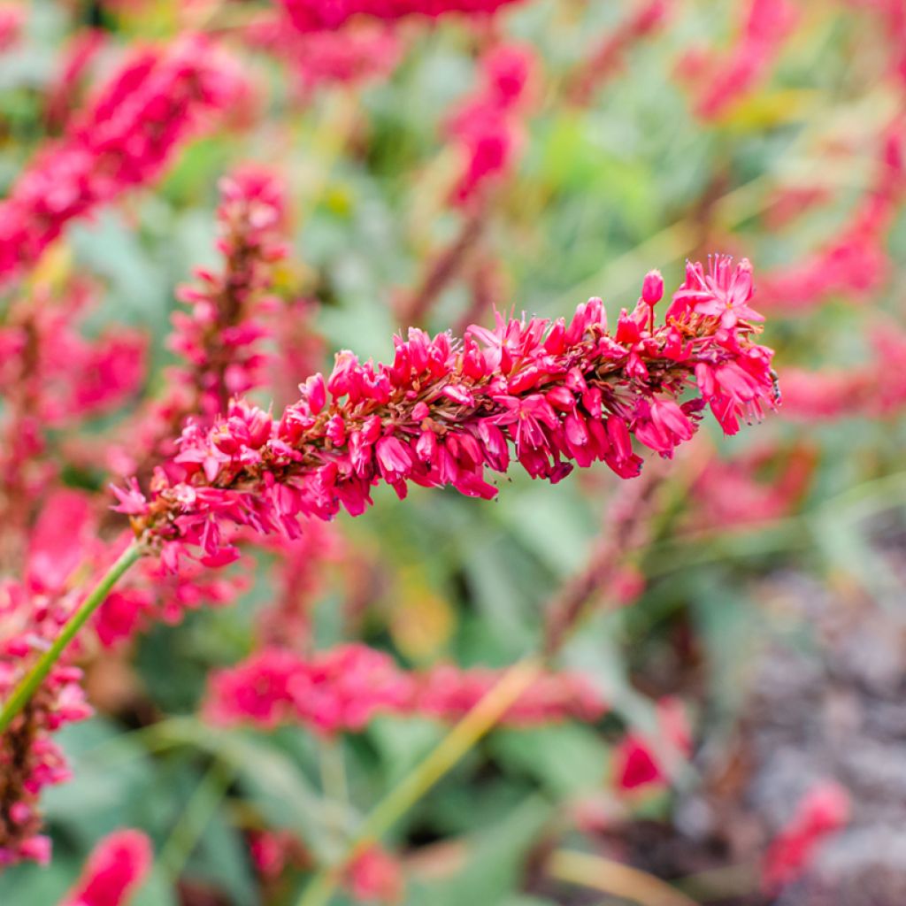 Renouée - Persicaria amplexicaulis Fat Domino