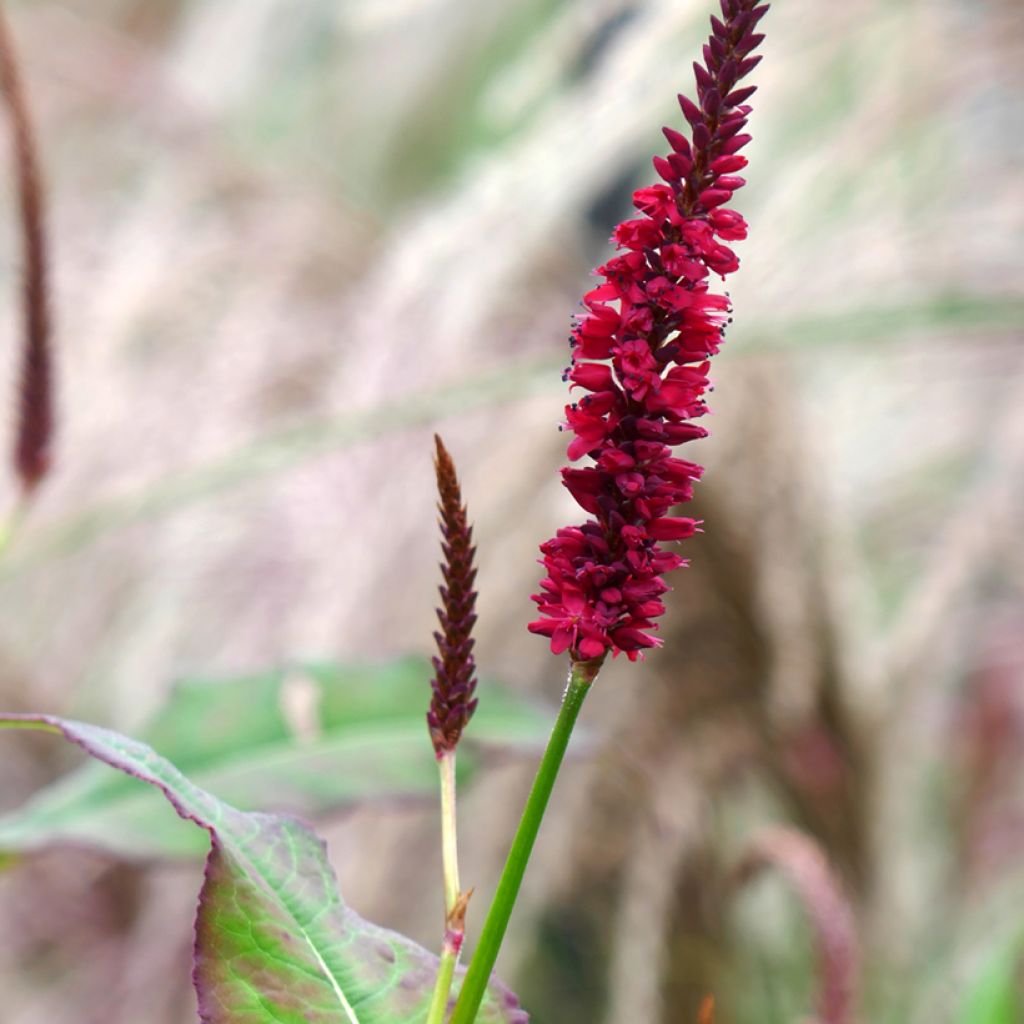 Renouée - Persicaria amplexicaulis Inverleith