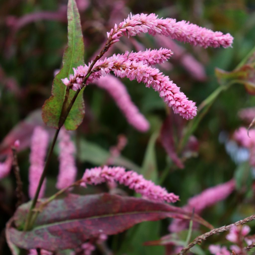 Renouée - Persicaria amplexicaulis Pink Elephant