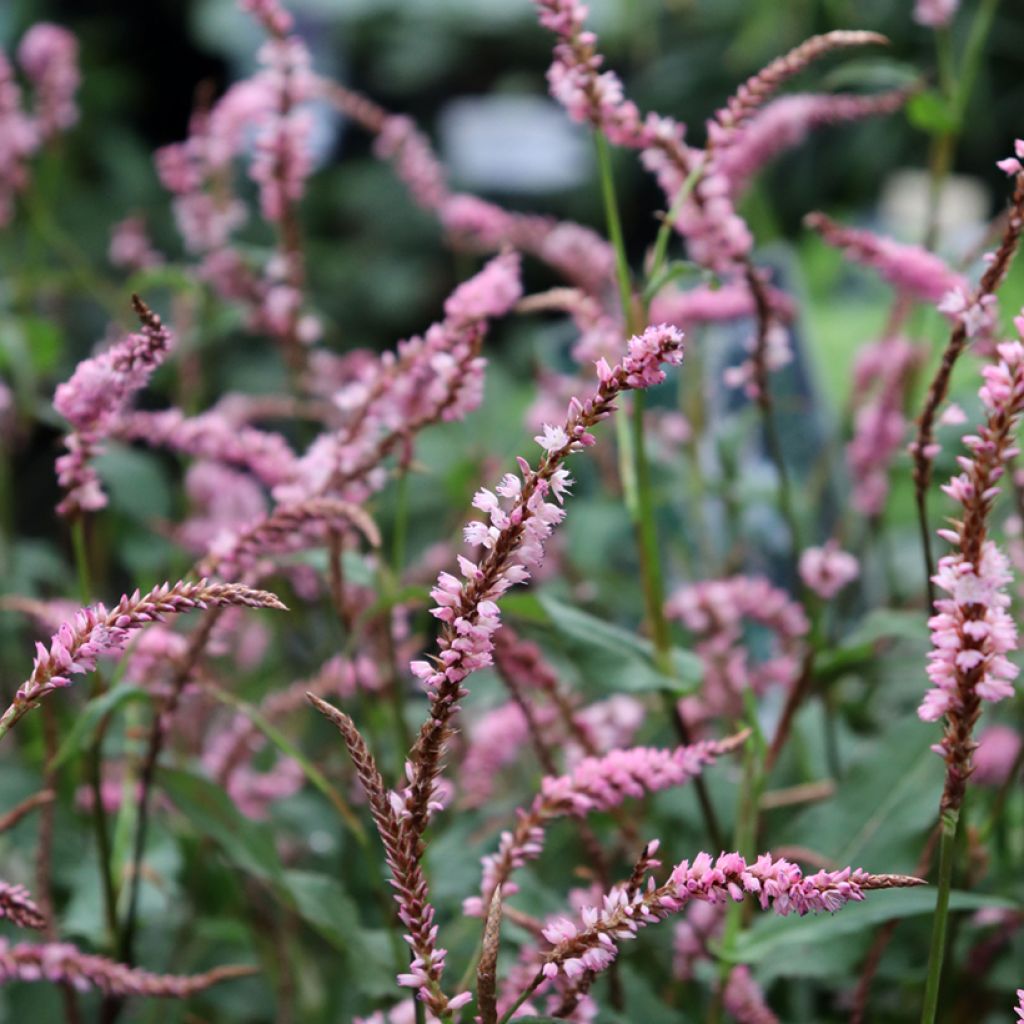 Renouée - Persicaria amplexicaulis Pink Elephant