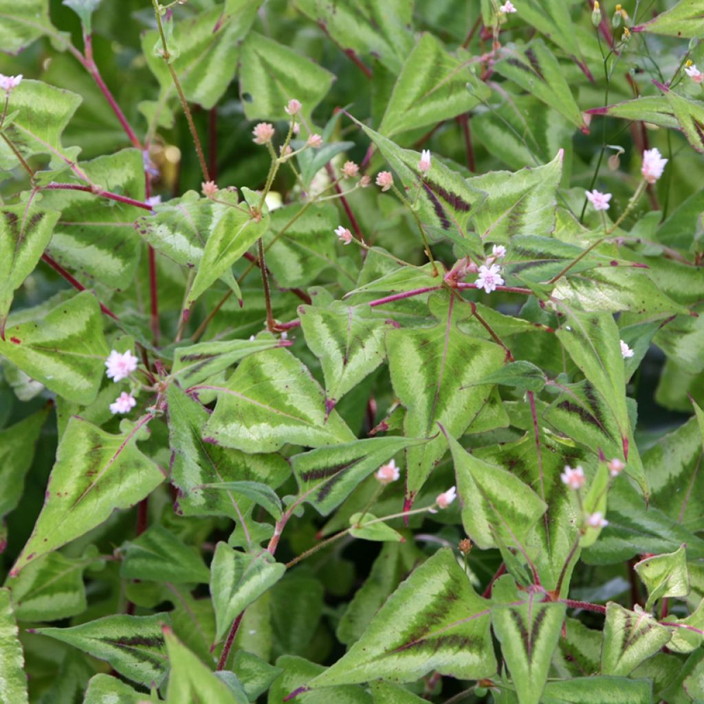 Renouée - Persicaria runcinata Purple Fantasy