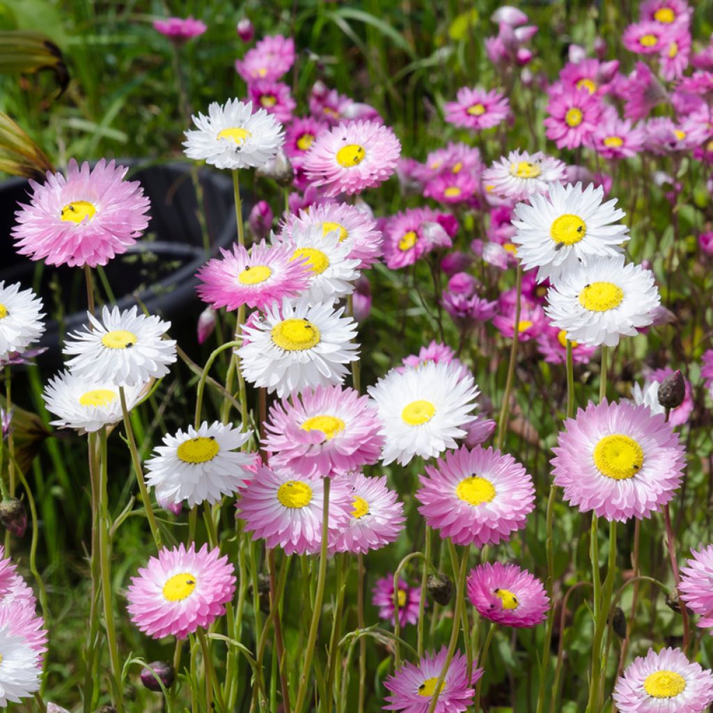 Graines d'Helipterum manglesii Mix - Rodanthe