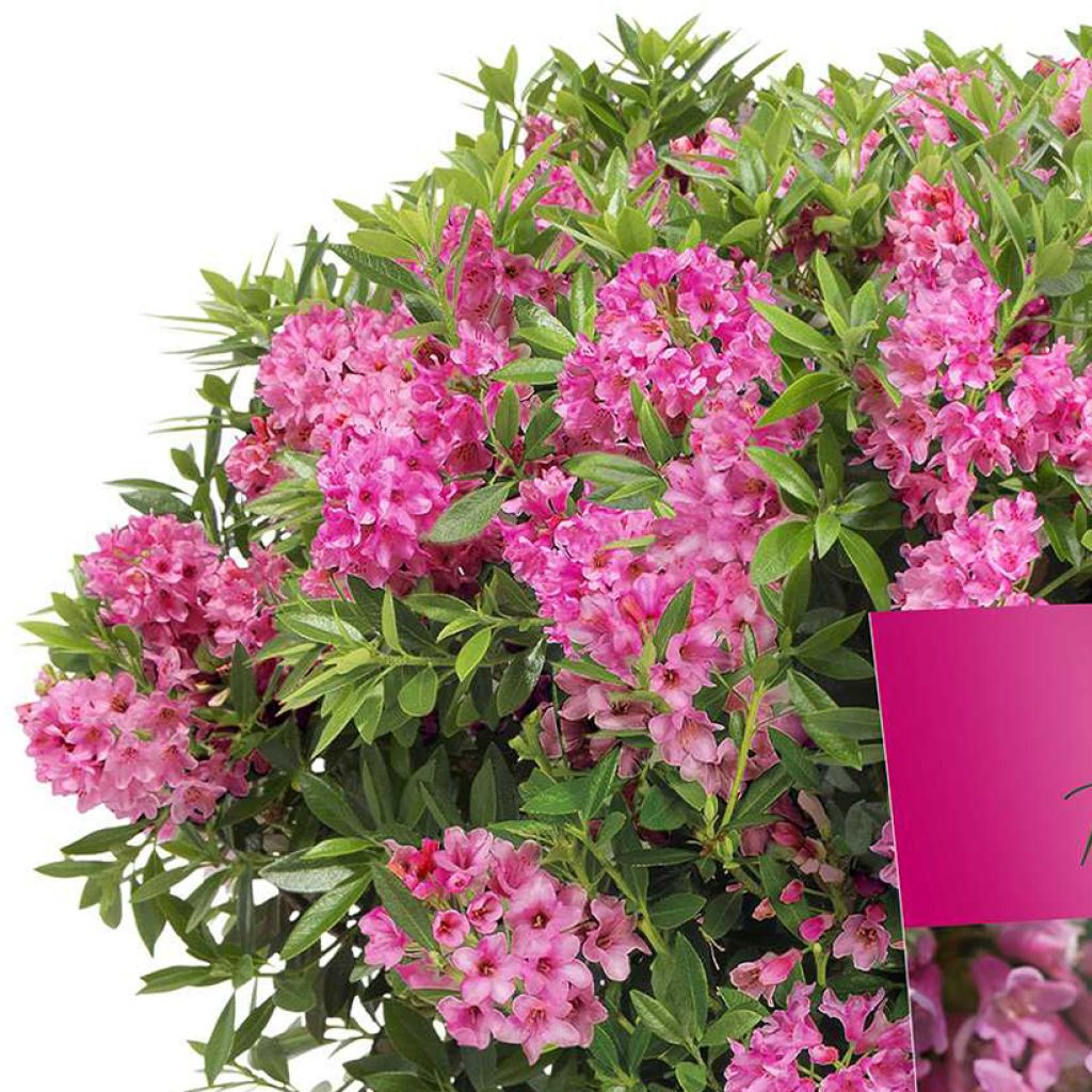 Rhododendron Bloombux Magenta