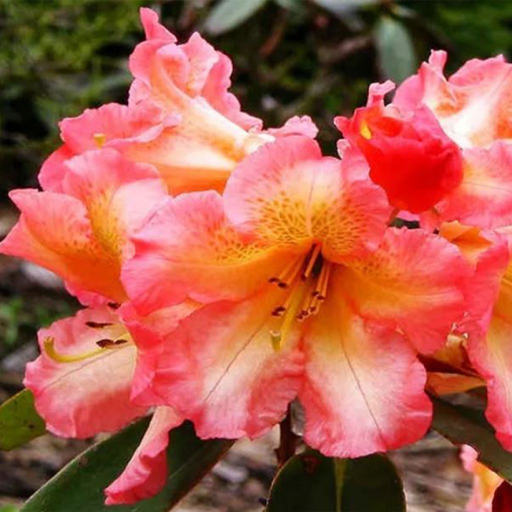 Rhododendron hybride Sun Fire