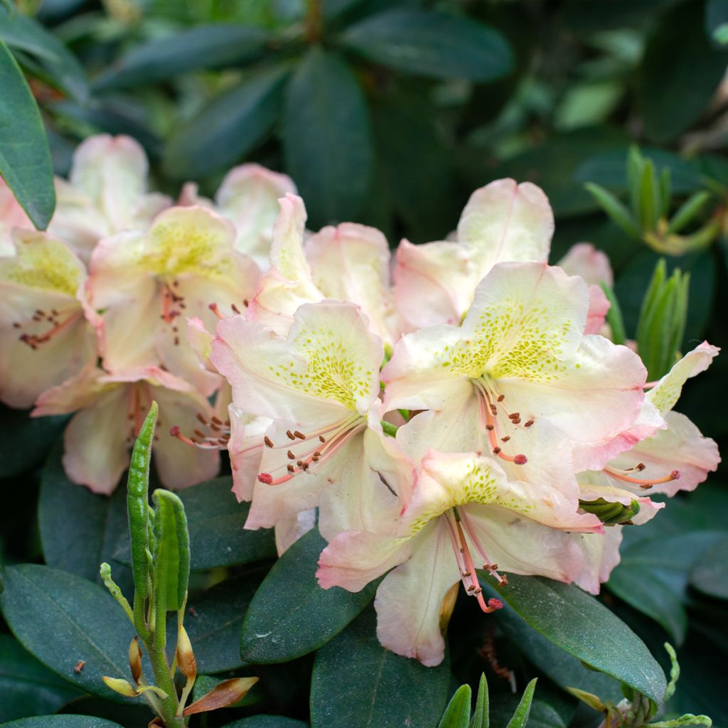 Rhododendron hybride Easydendron INKARHO Belkanto