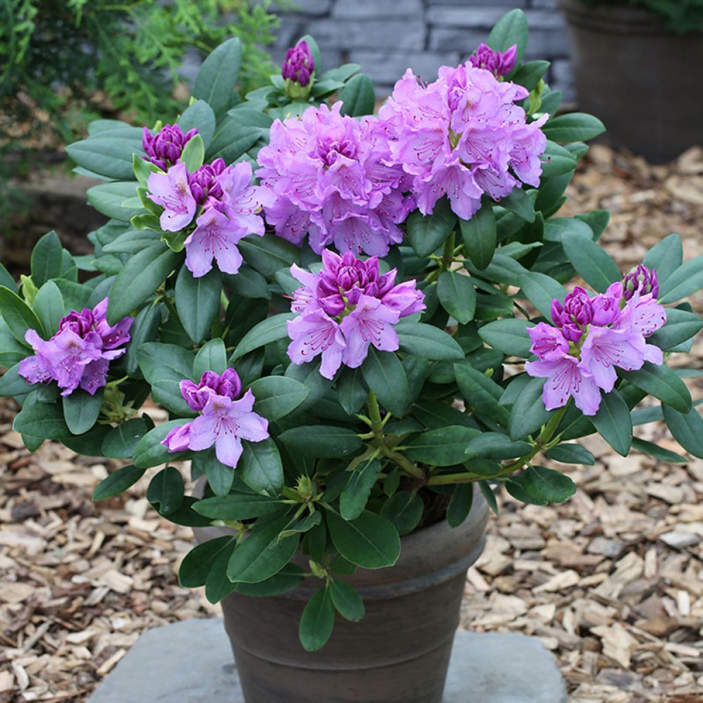 Rhododendron hybride Easydendron INKARHO Grandiflorum