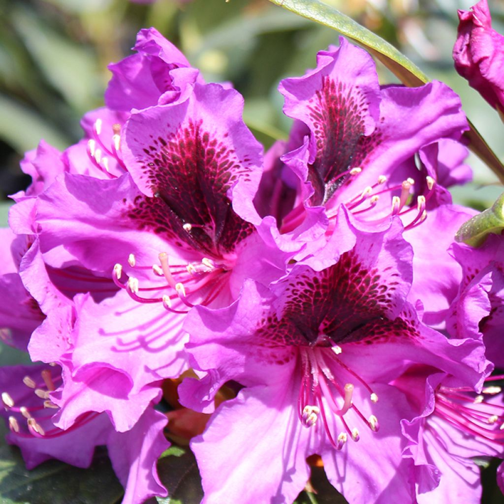 Rhododendron hybride Easydendron INKARHO Orakel