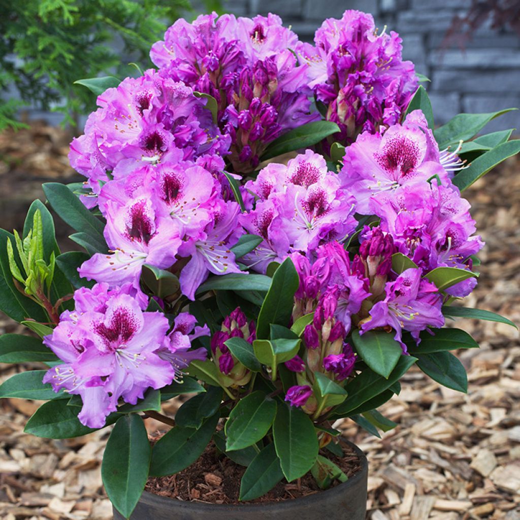 Rhododendron hybride Easydendron INKARHO Pfauenauge