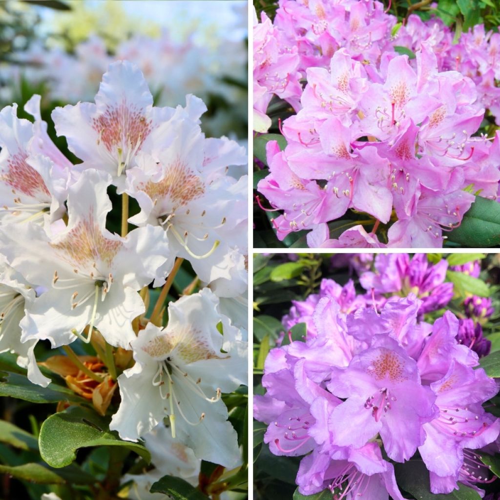 Rhododendron hybride Three Sisters