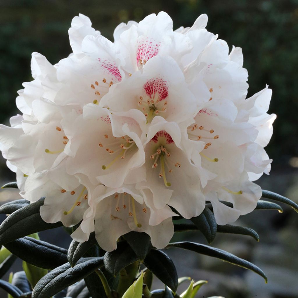 Rhododendron roxieanum Blewbury - Rhododendron nain