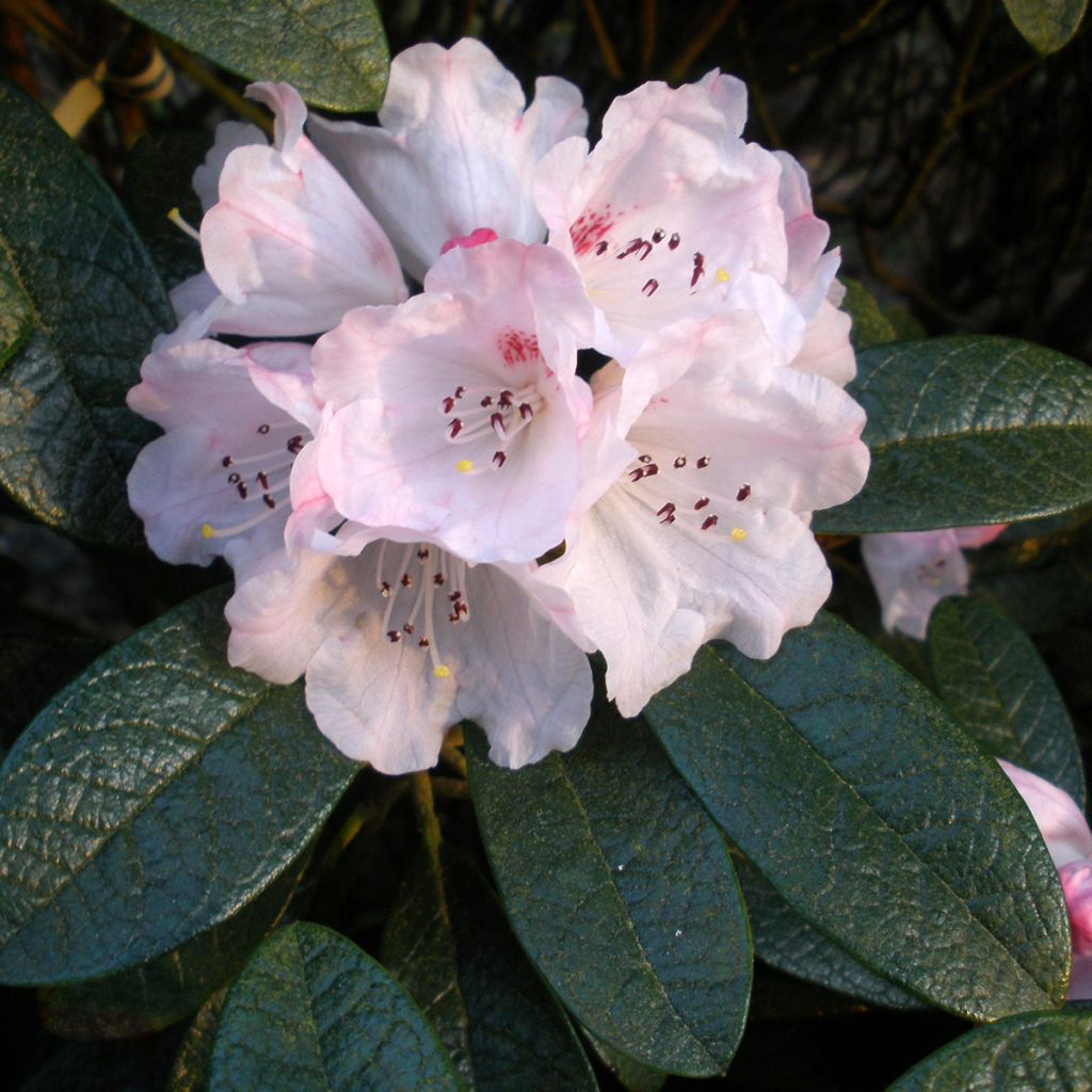 Rhododendron wiltonii - Rhododendron de Wilton