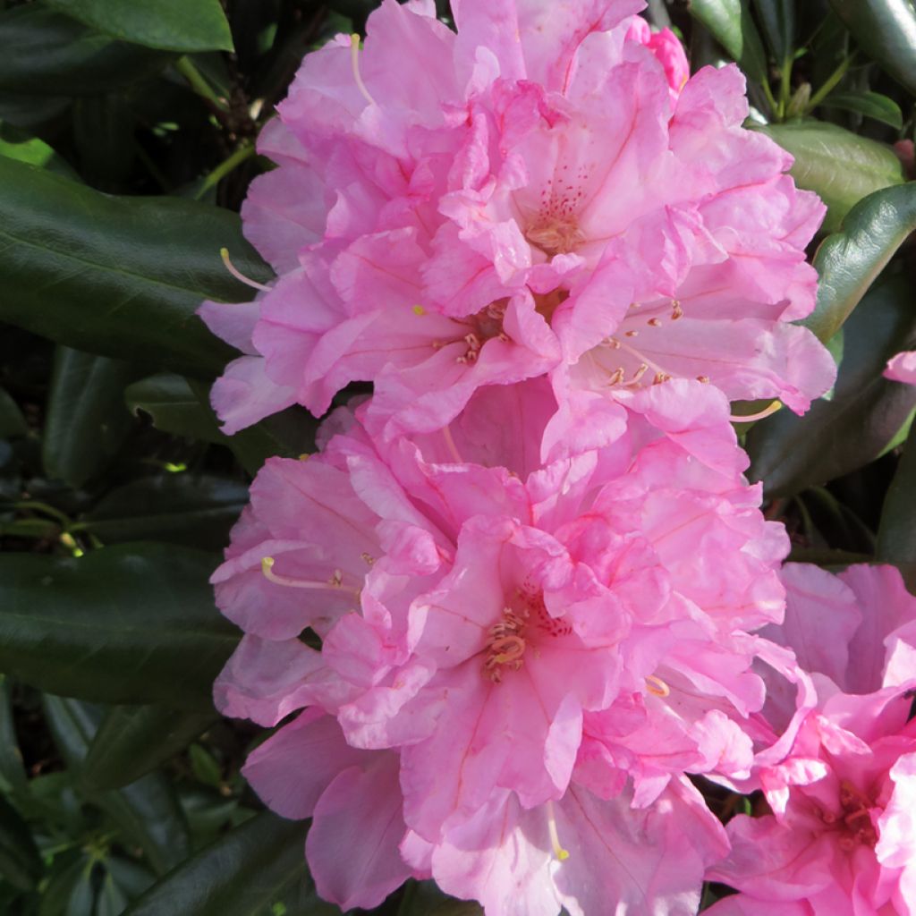 Rhododendron yakushimanum Kalinka - Rhododendron nain