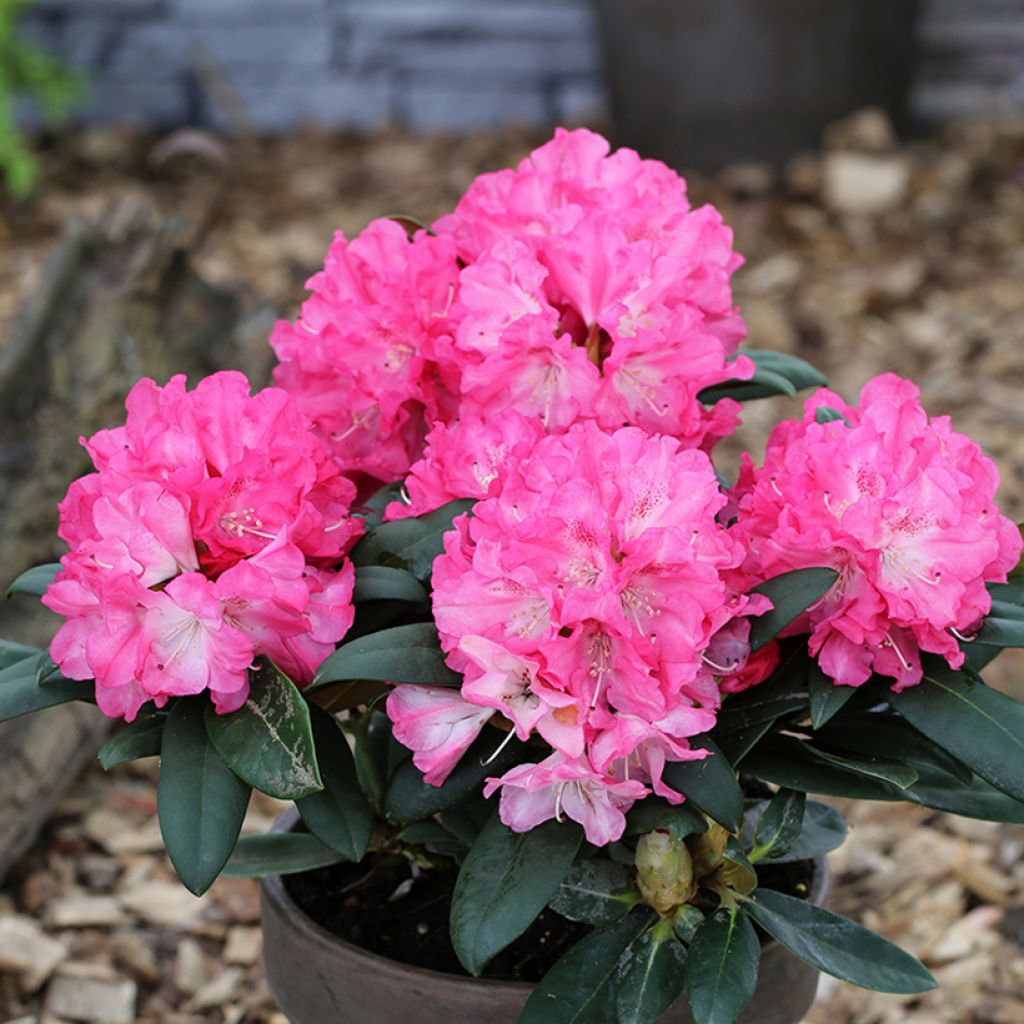 Rhododendron yakushimanum Polaris - Rhododendron nain