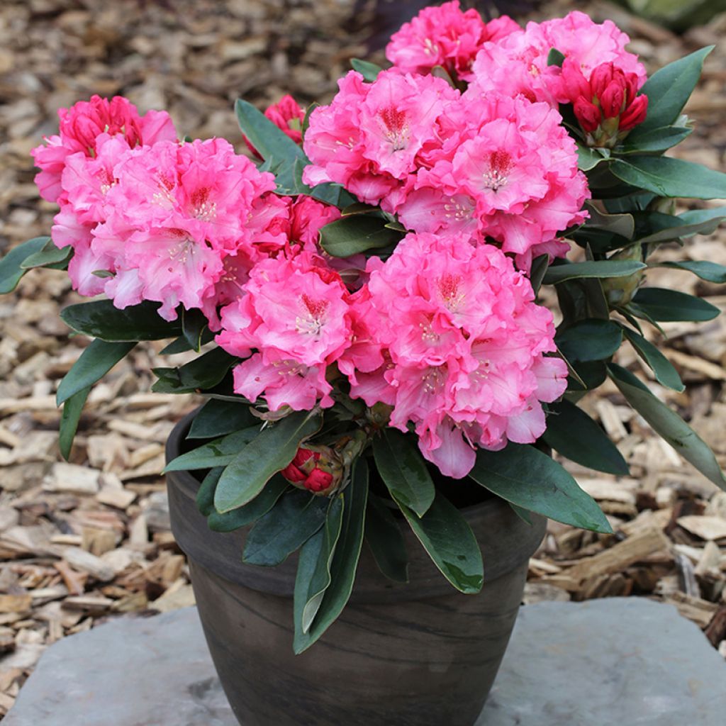 Rhododendron yakushimanum Tina Heinje - Rhododendron nain