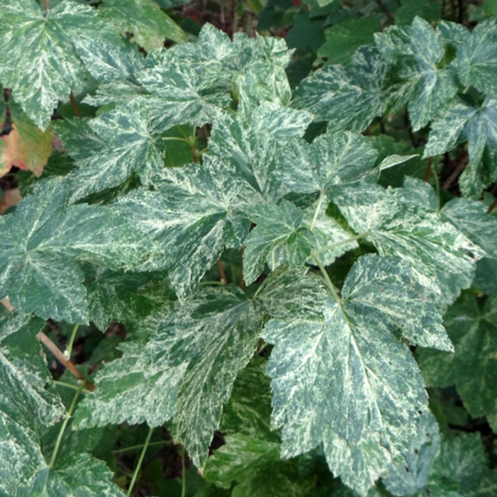 Ribes americanum Variegatum - Groseillier d'Amérique panaché