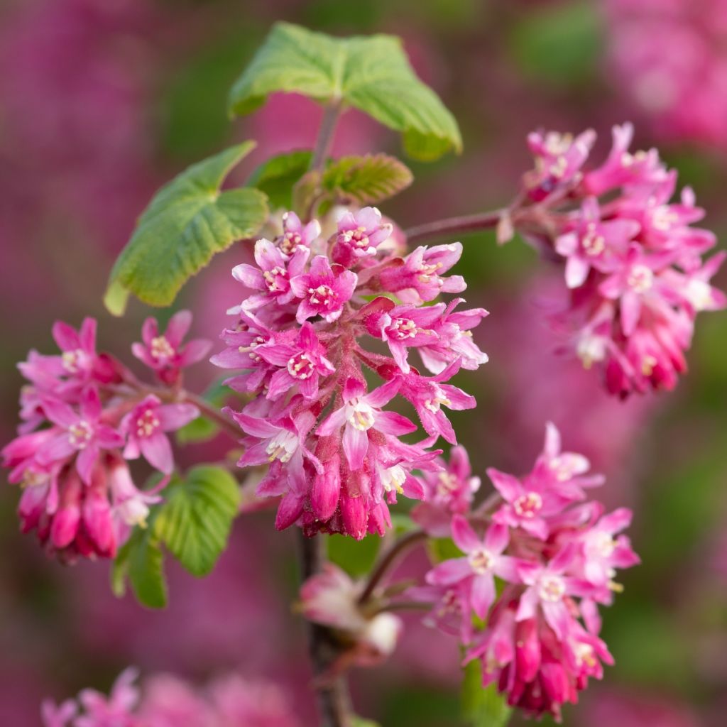 Ribes sanguineum - Cassis-fleur