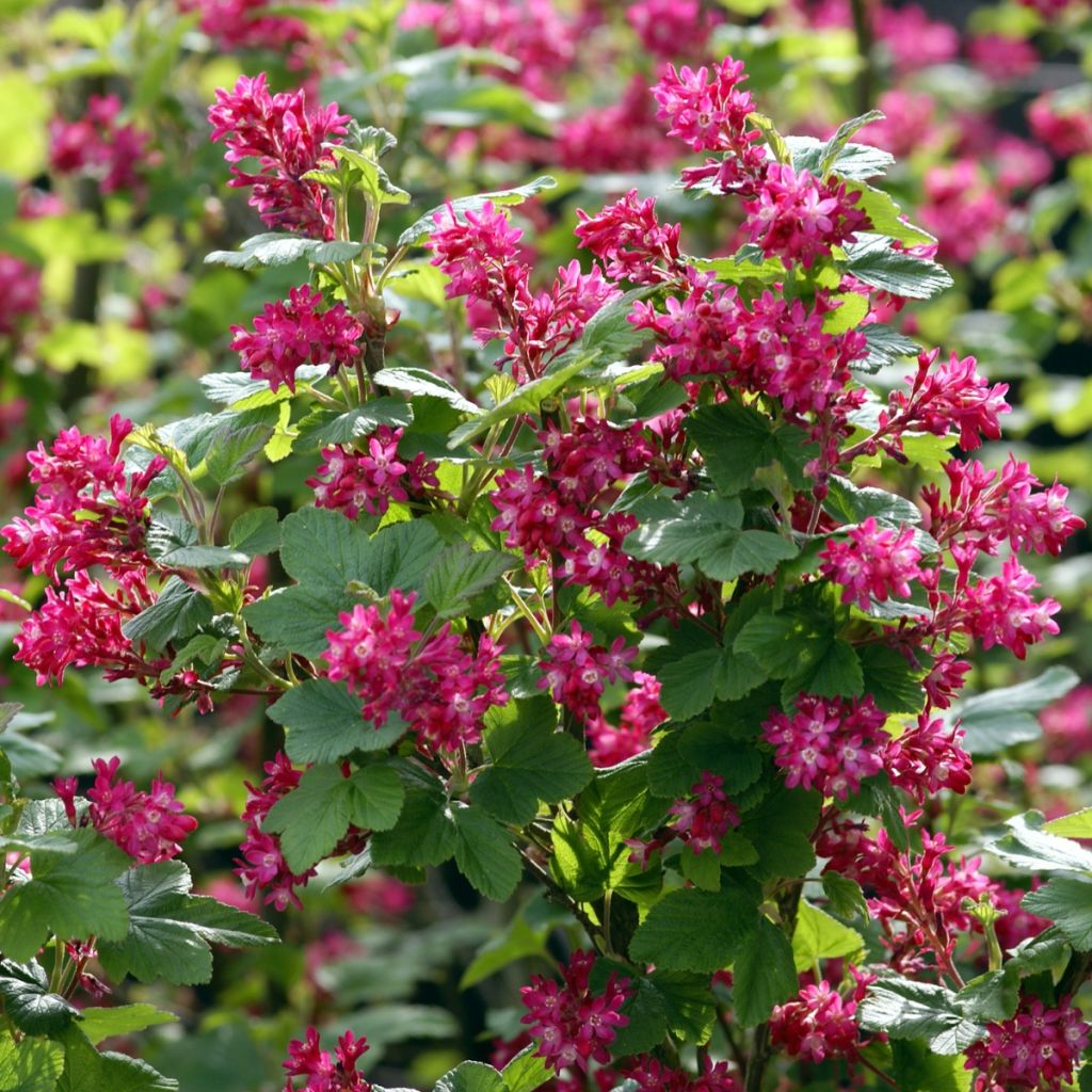 Ribes sanguineum - Cassis-fleur