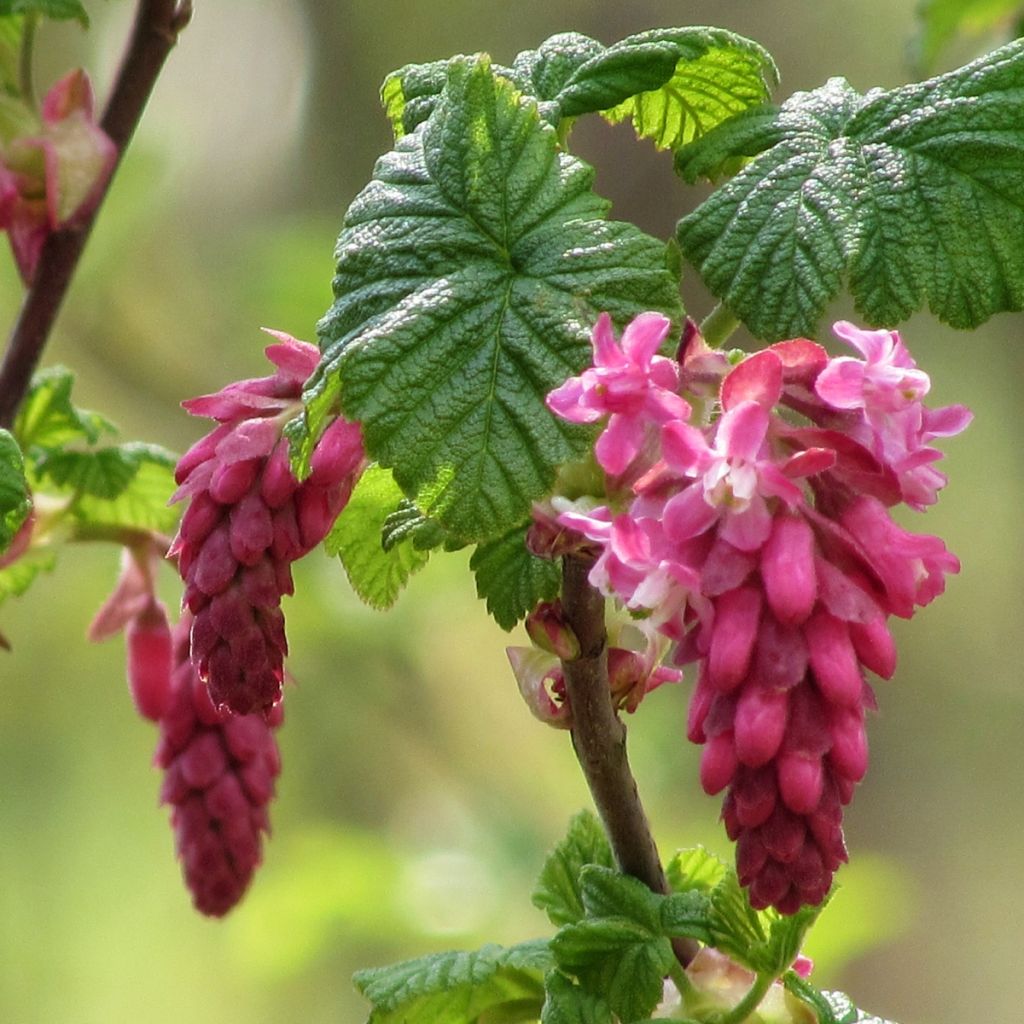 Ribes sanguineum - Cassis-fleur