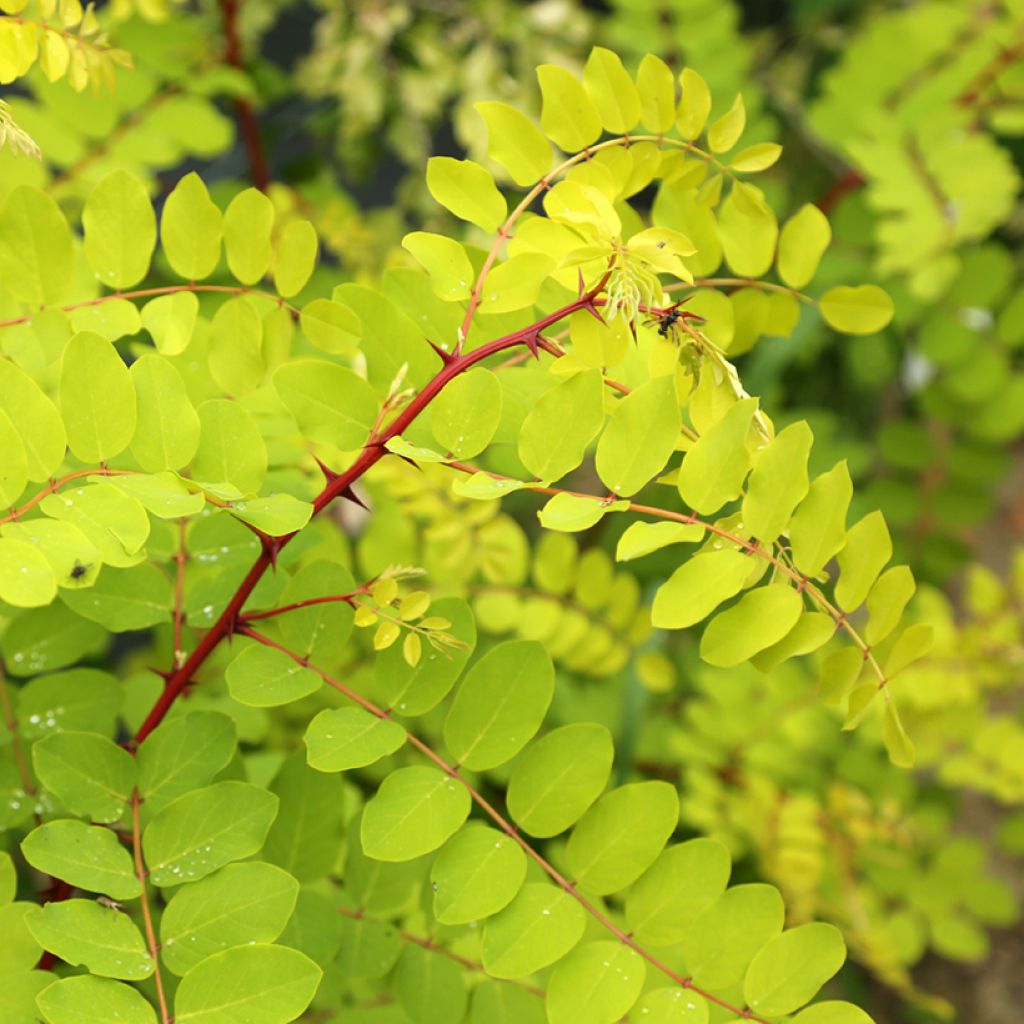 Robinia pseudoacacia Altdorf - Robinier faux acacia doré