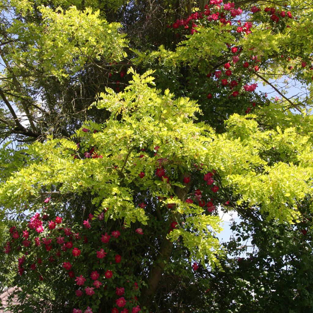 Robinia pseudoacacia Frisia - Robinier doré 