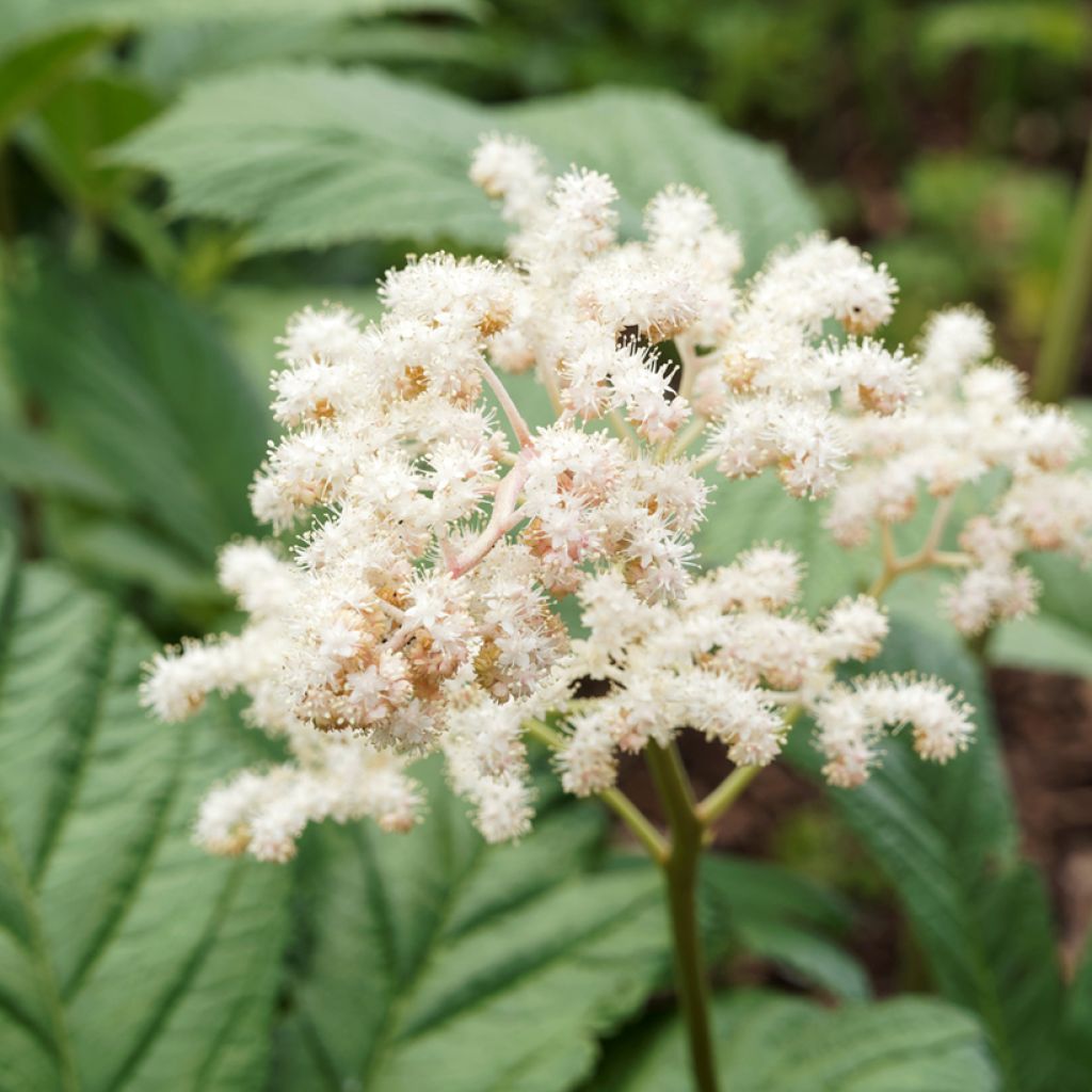 Rodgersia sambucifolia - Rodgersia à feuilles de sureau