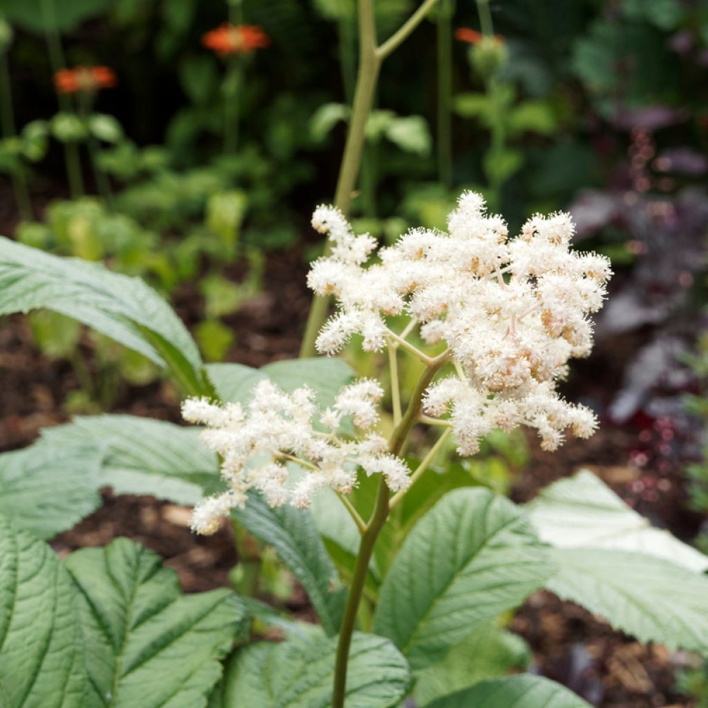 Rodgersia sambucifolia - Rodgersia à feuilles de sureau