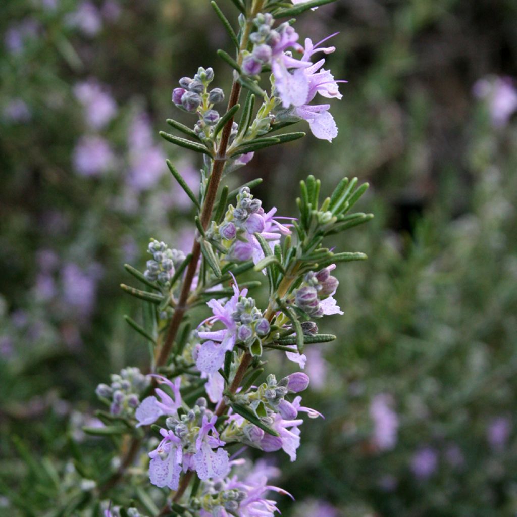 Romarin - Rosmarinus officinalis Majorca Pink 