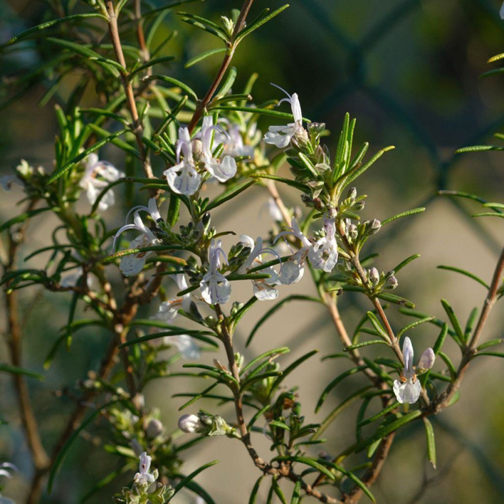 Romarin à fleurs blanches - Rosmarinus officinalis Albiflorus