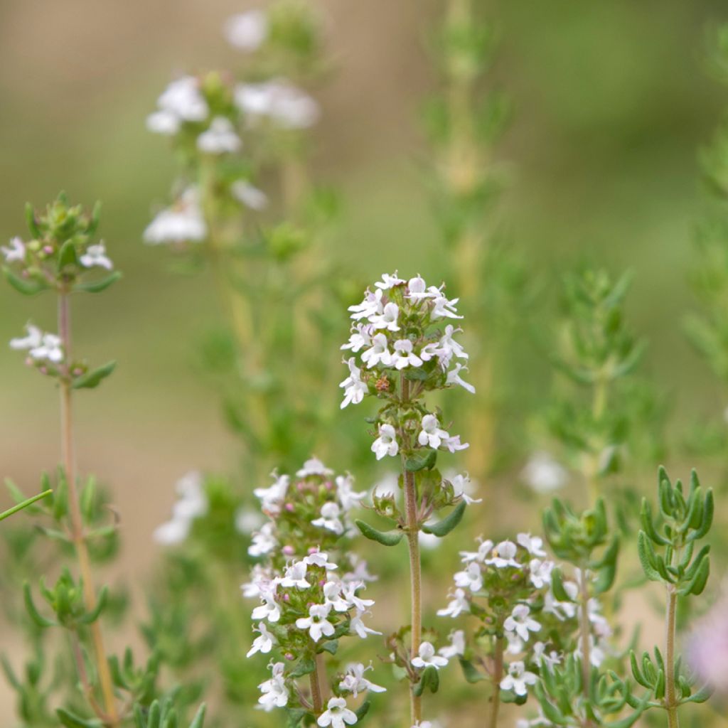 Romarin à fleurs blanches - Rosmarinus officinalis Albiflorus