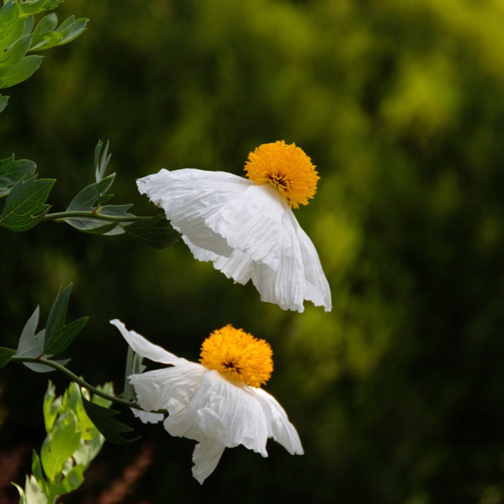 Romneya coulteri - Pavot en arbre