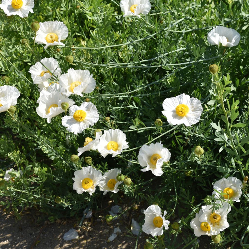 Romneya coulteri - Pavot en arbre