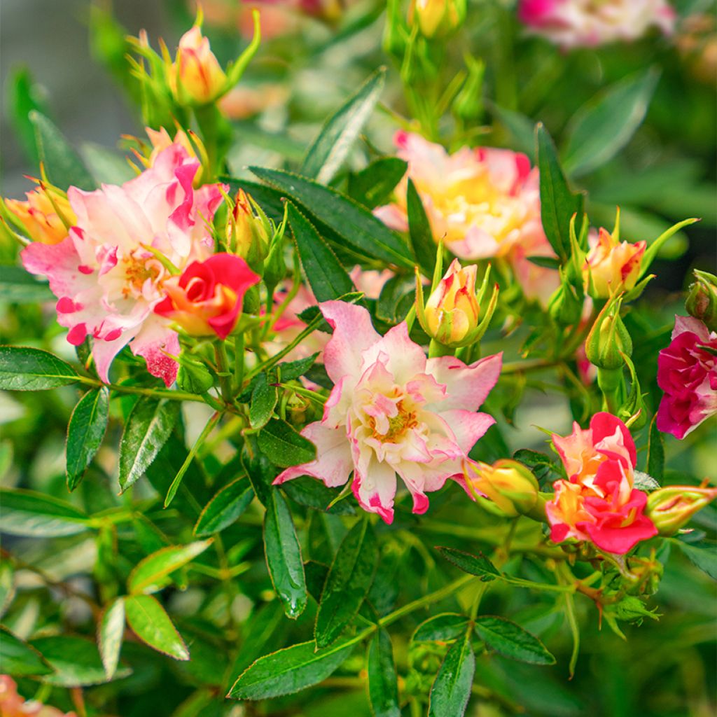 Rosier arbustif Rosy Boom Wild and Freaky