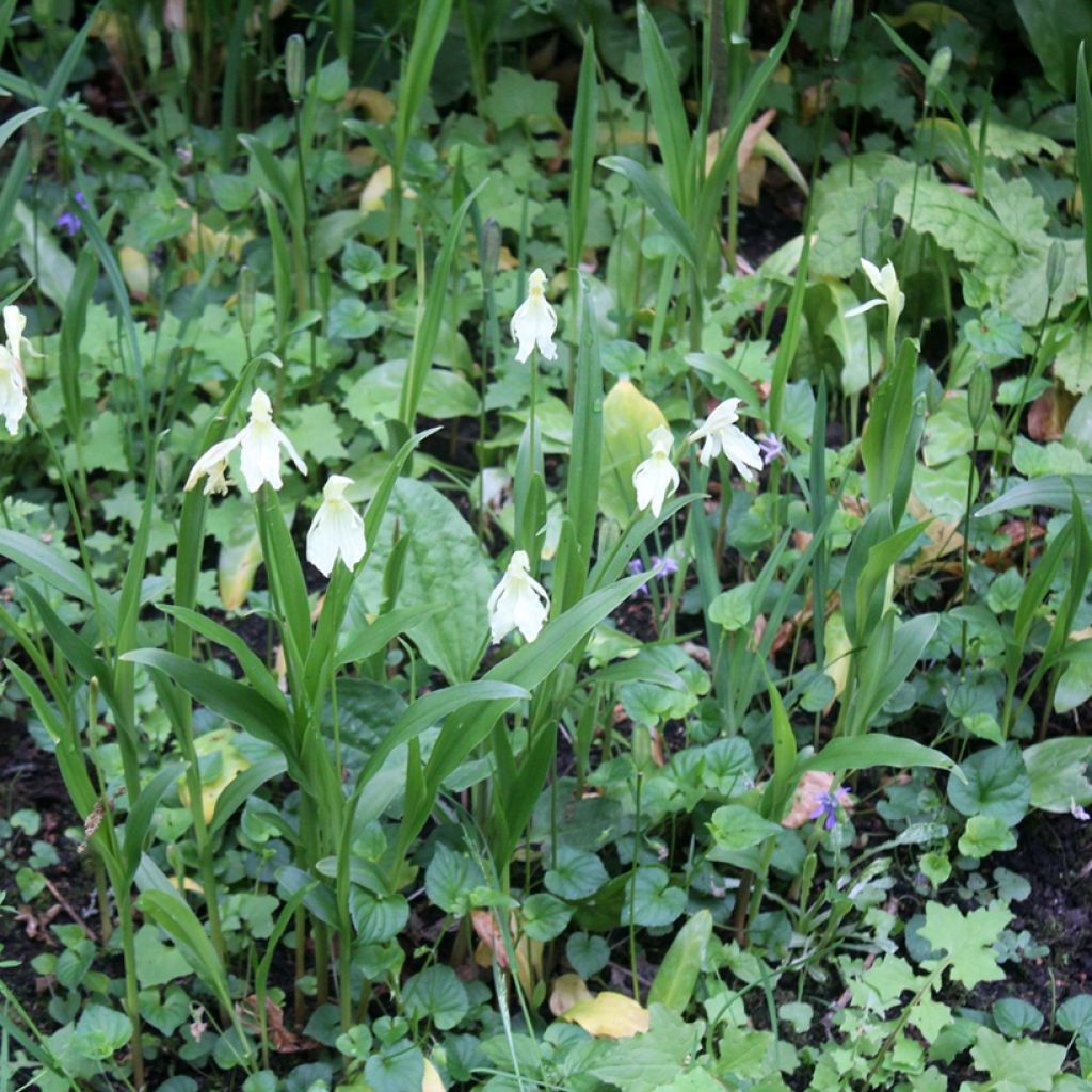 Roscoea cautleyoides