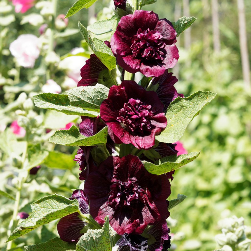 Rose trémière - Alcea rosea Chater's Double Violet