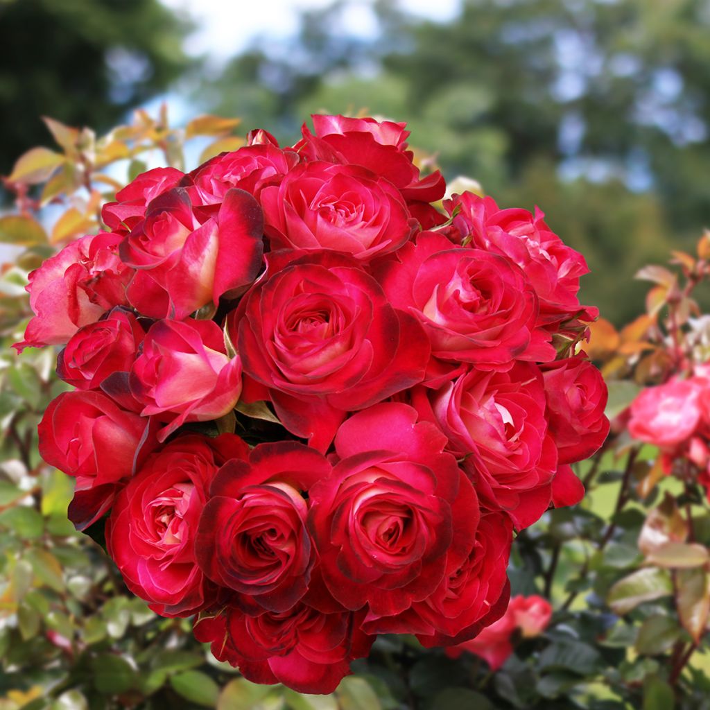 Rosier à fleurs groupées Chalon en Bourgogne