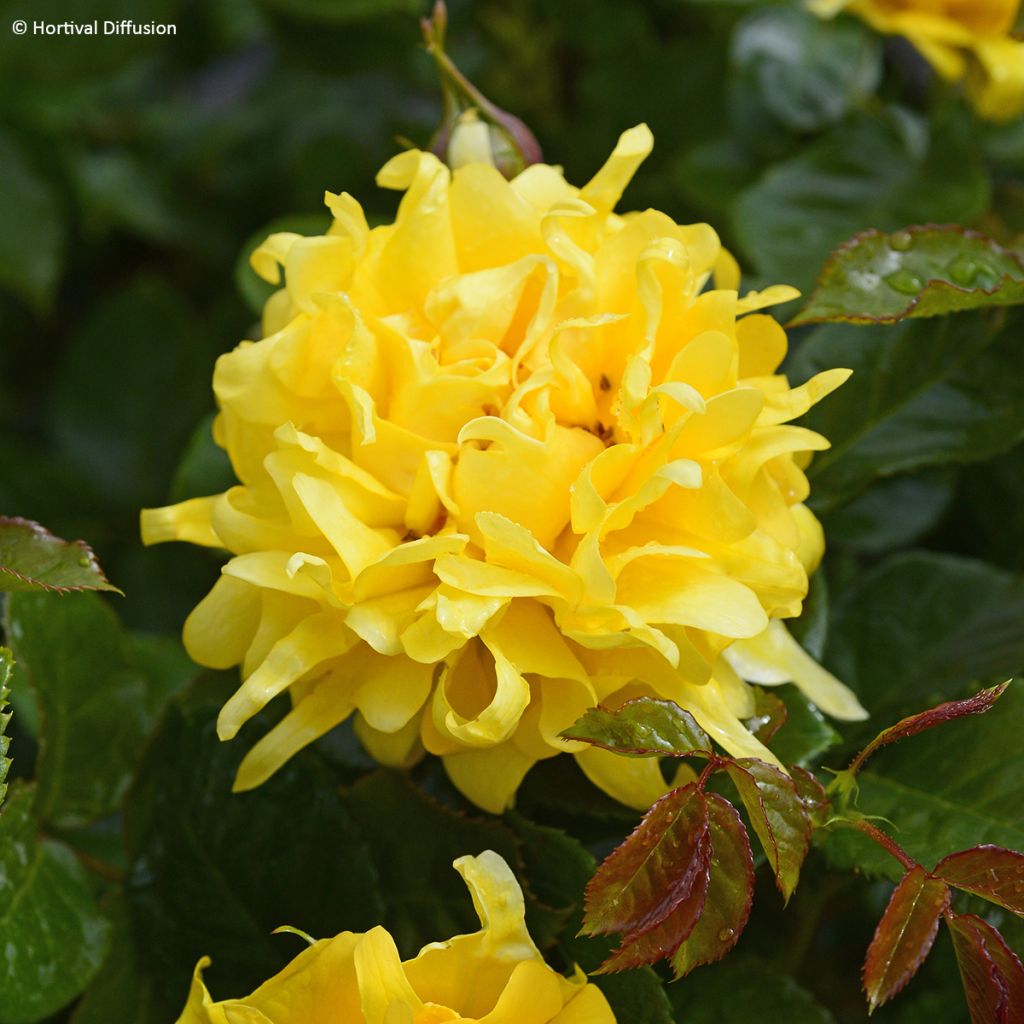 Rosier à fleurs groupées Golden Lady Ruffles