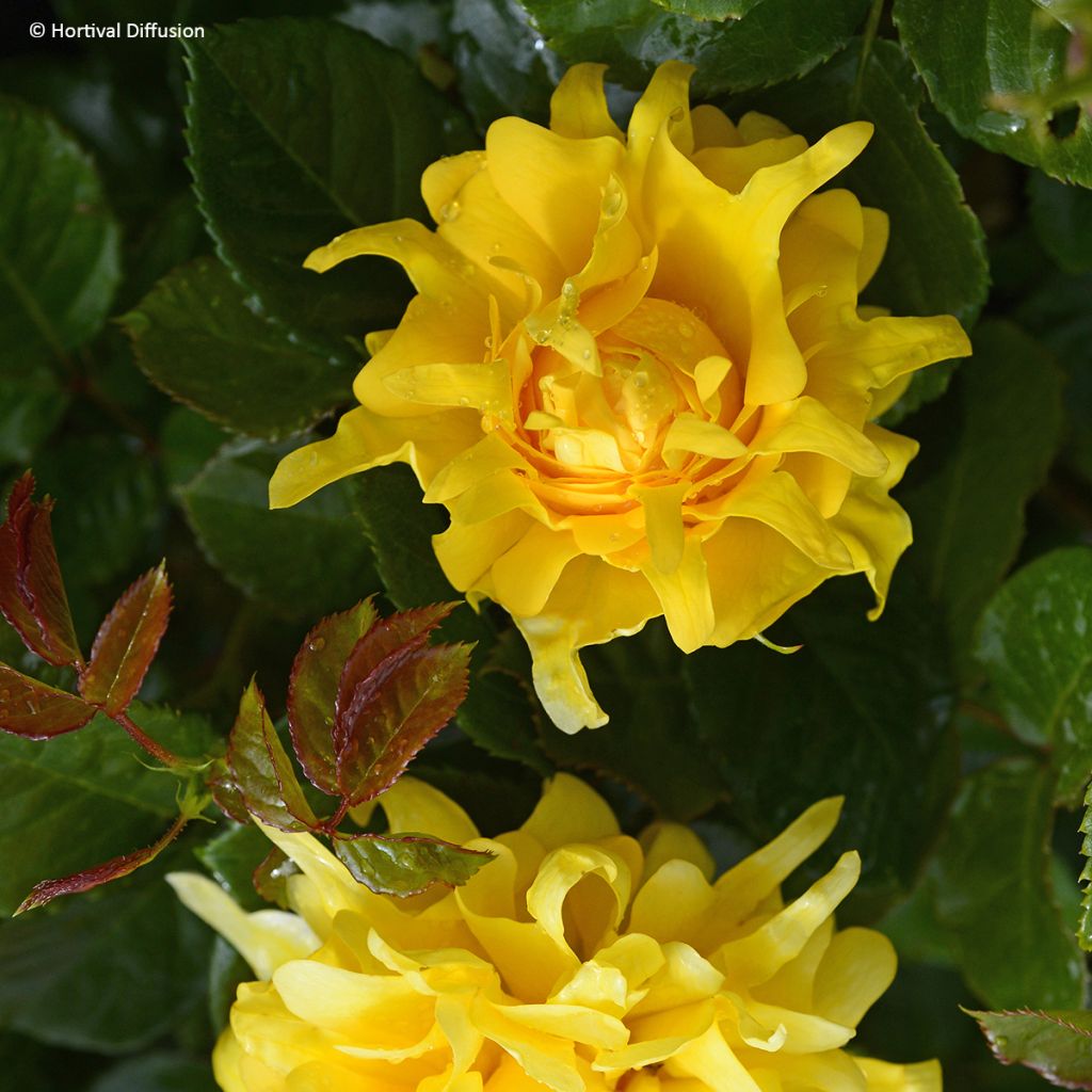 Rosier à fleurs groupées Golden Lady Ruffles