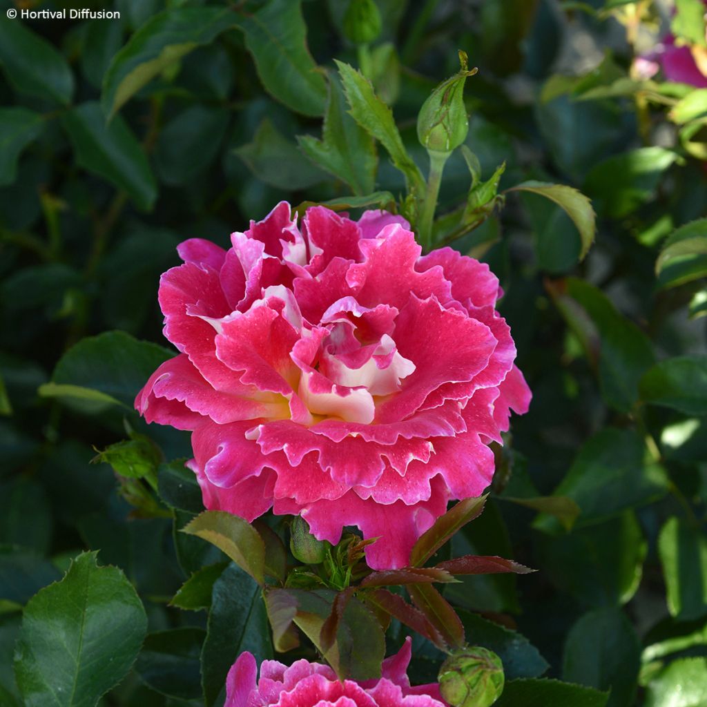 Rosier à fleurs groupées Pink Lady Ruffles