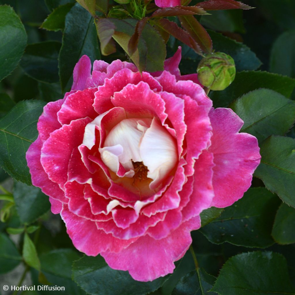 Rosier à fleurs groupées Pink Lady Ruffles