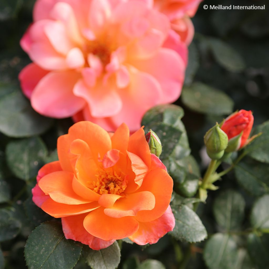 Rosier à fleurs groupées Sugar Candy Rose