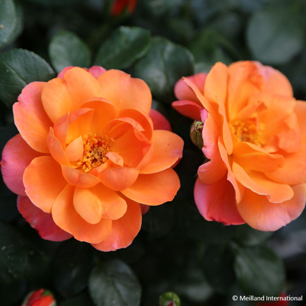 Rosier à fleurs groupées Sugar Candy Rose