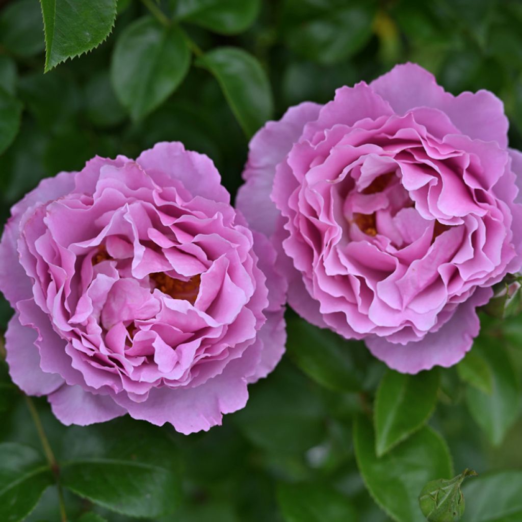 Rosier à grandes fleurs Alexandra David Neel