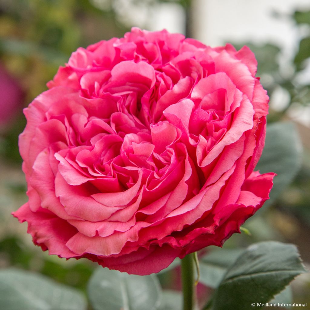 Rosier à grandes fleurs Audrey Fleurot