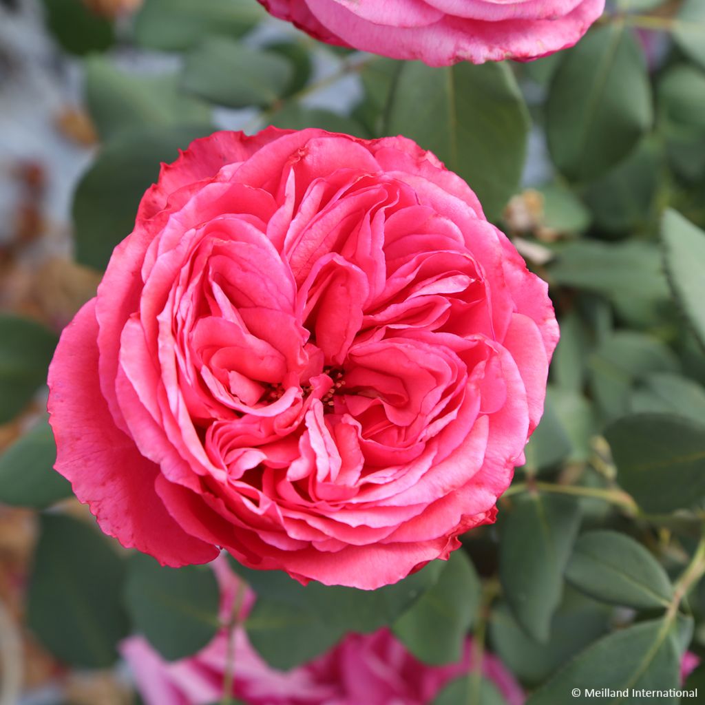 Rosier à grandes fleurs Audrey Fleurot