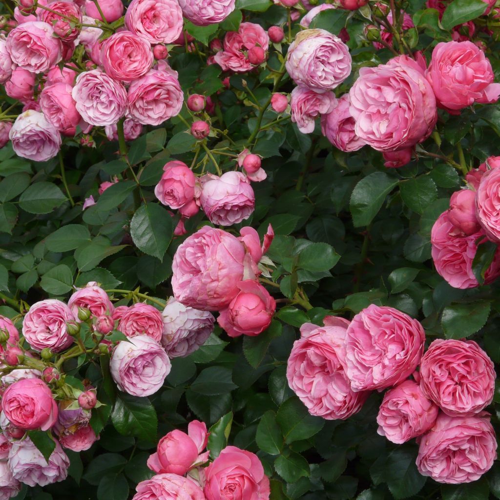 Rosier-tige Rosa 'Melrose' rose - Plants à racines nues acheter