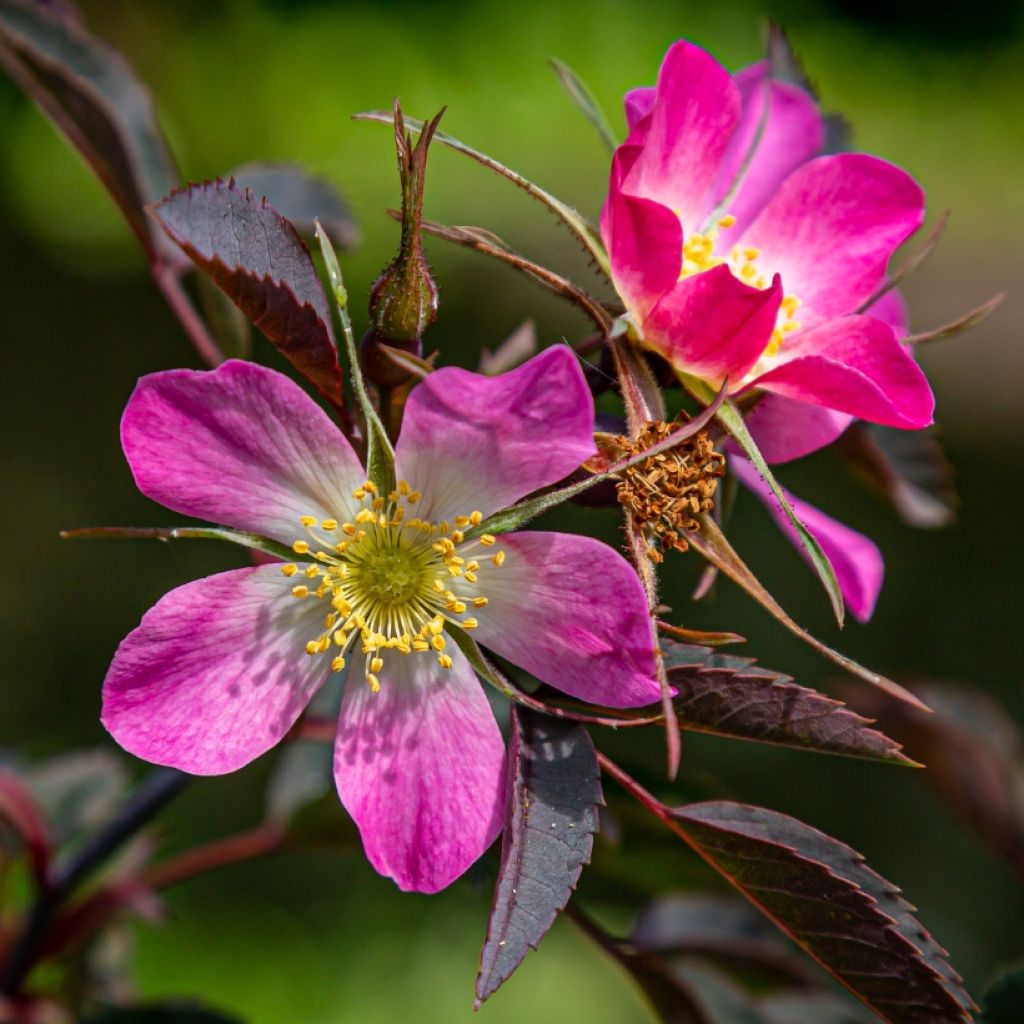 Rosier botanique - Rosa glauca ou rubrifolia