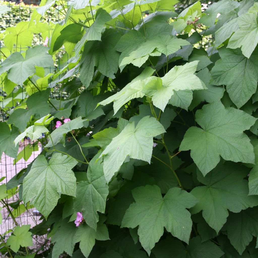 Rubus odoratus - Ronce d'ornement